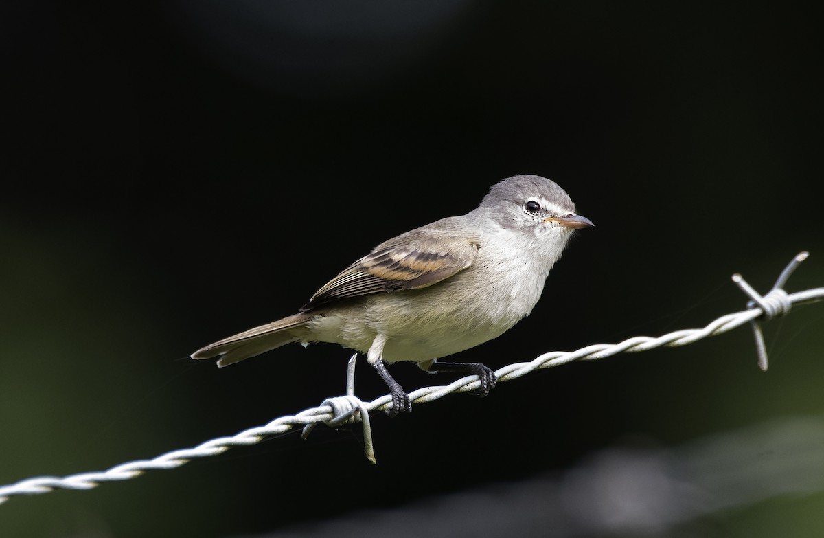 Southern Beardless-Tyrannulet - ML620822310