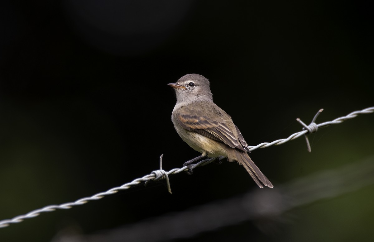 Southern Beardless-Tyrannulet - ML620822311