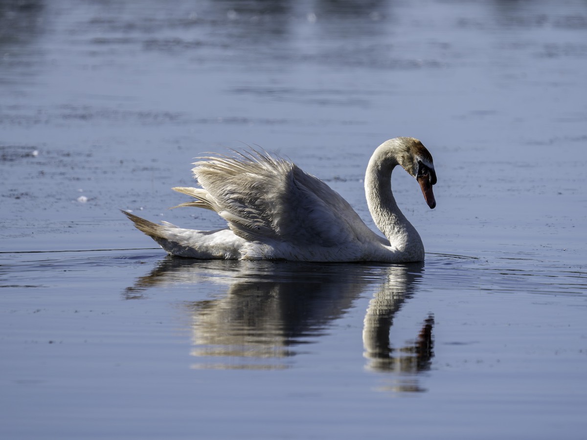 Mute Swan - ML620822314