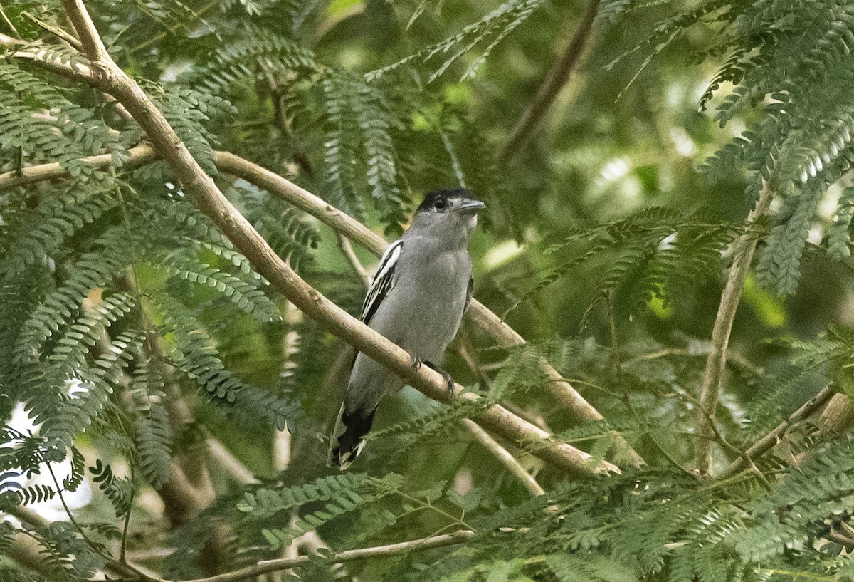 White-winged Becard - ML620822316