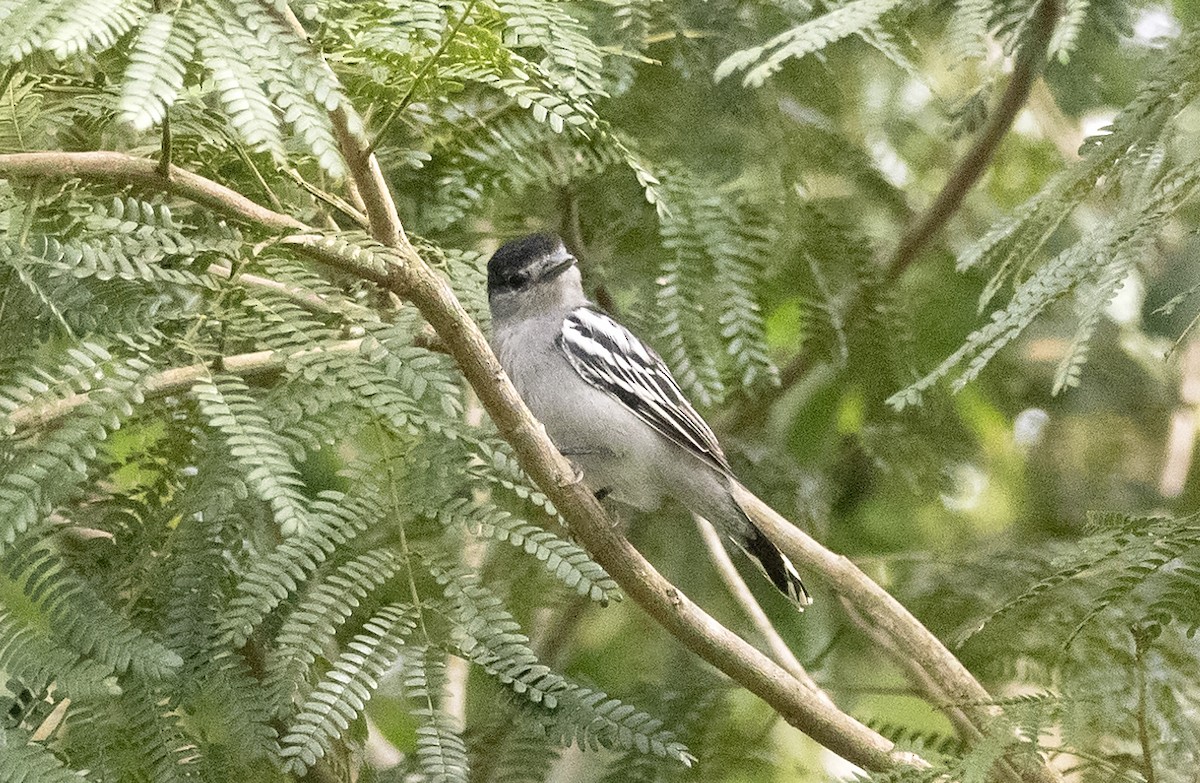 White-winged Becard - ML620822317