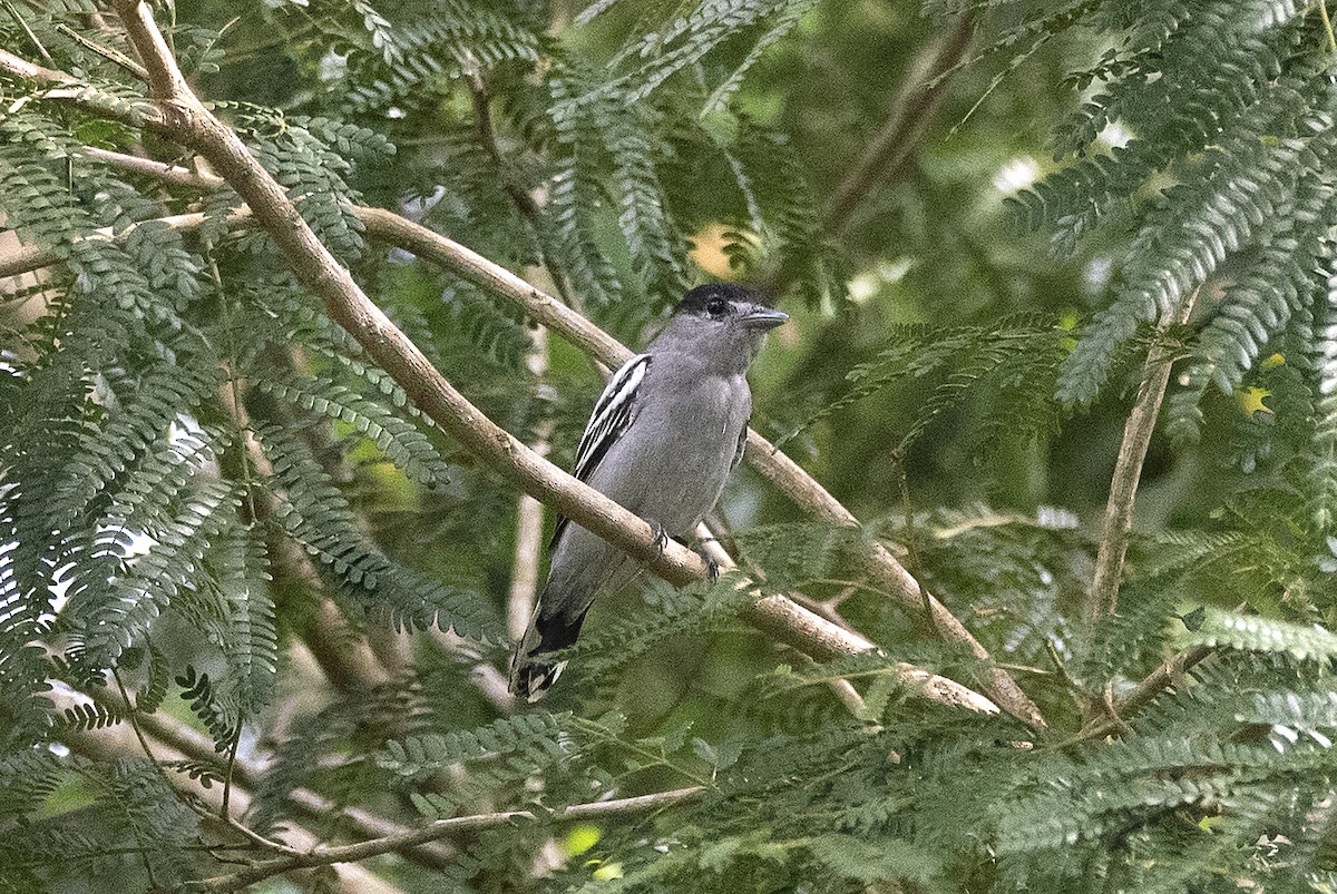 White-winged Becard - ML620822318