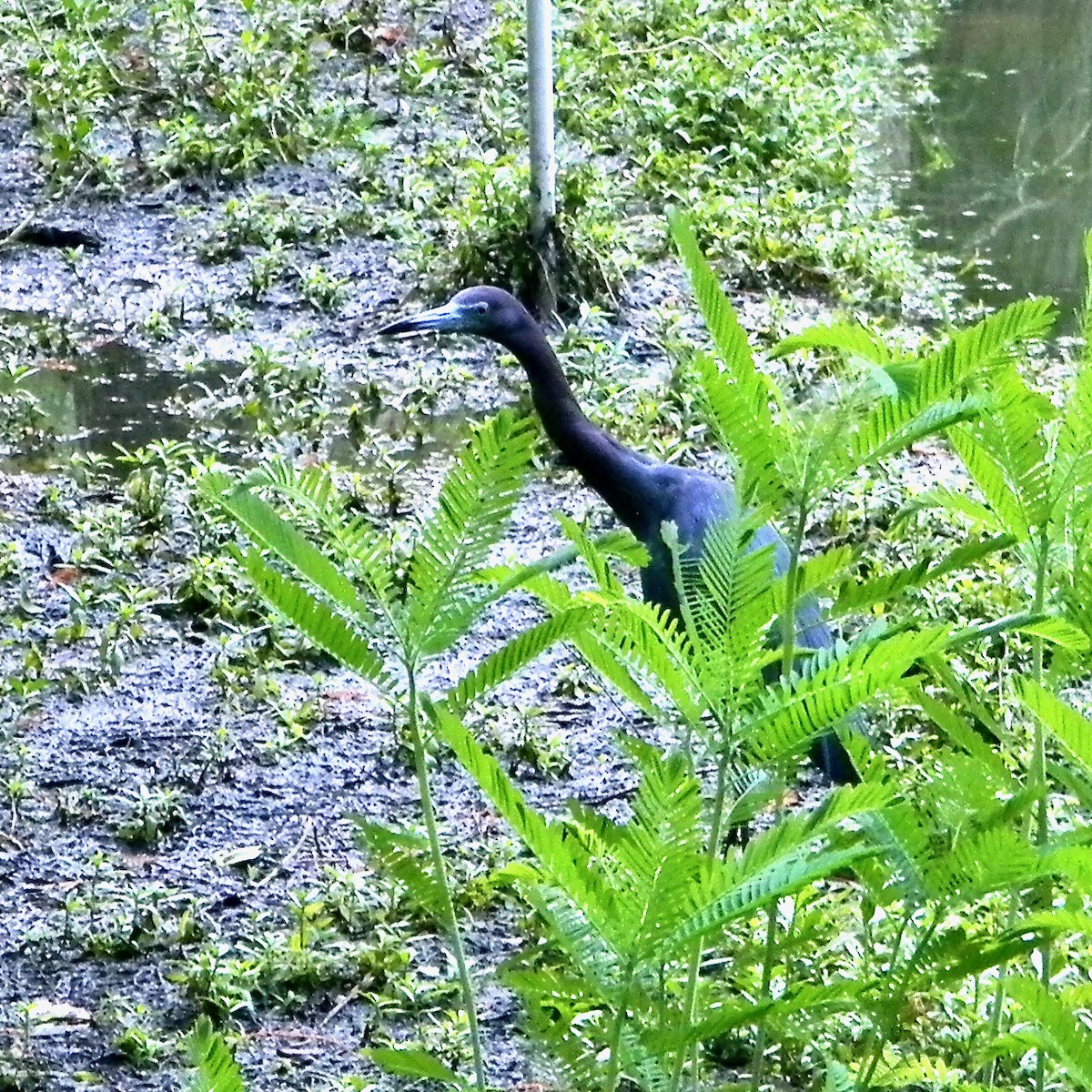 Little Blue Heron - ML620822319