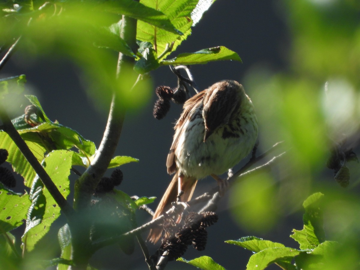 Song Sparrow - ML620822322