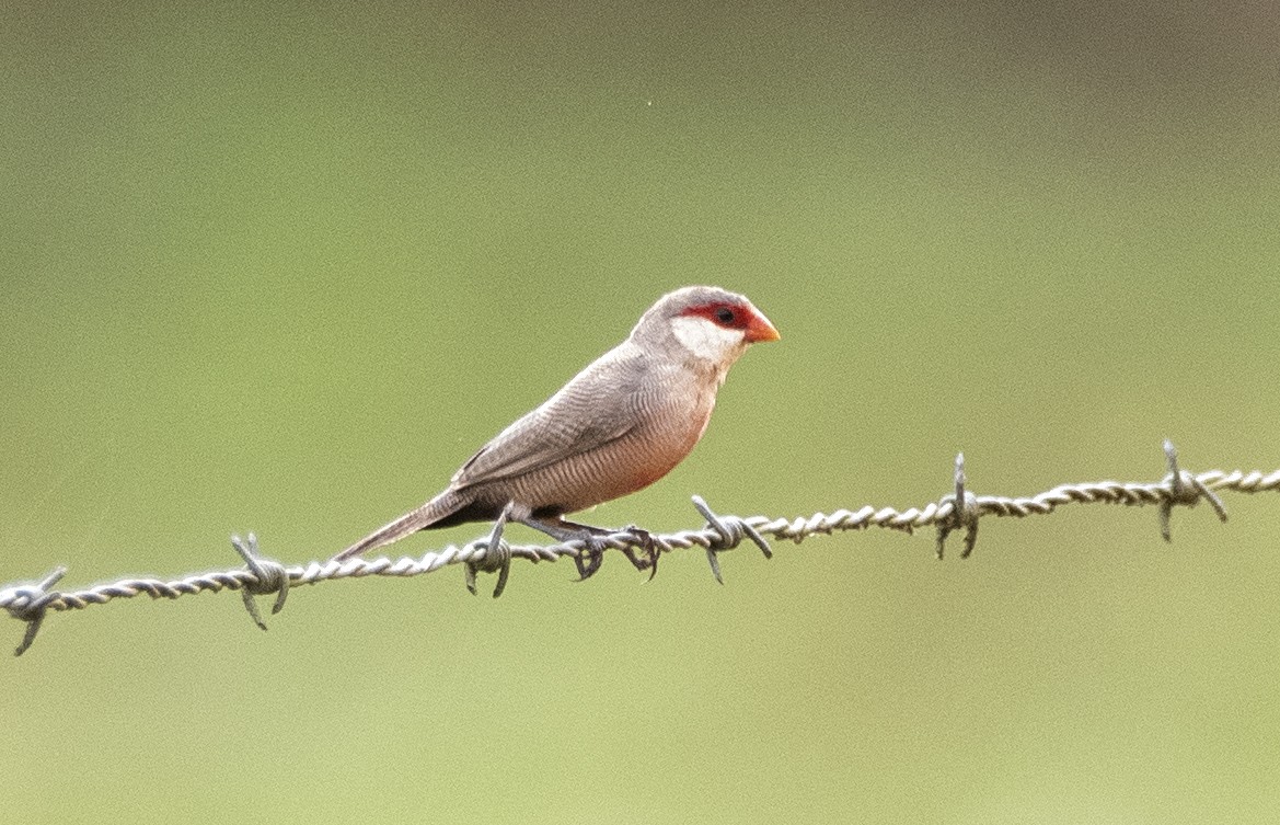 Common Waxbill - ML620822323