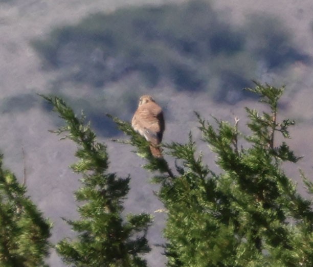 American Kestrel - Diane Etchison