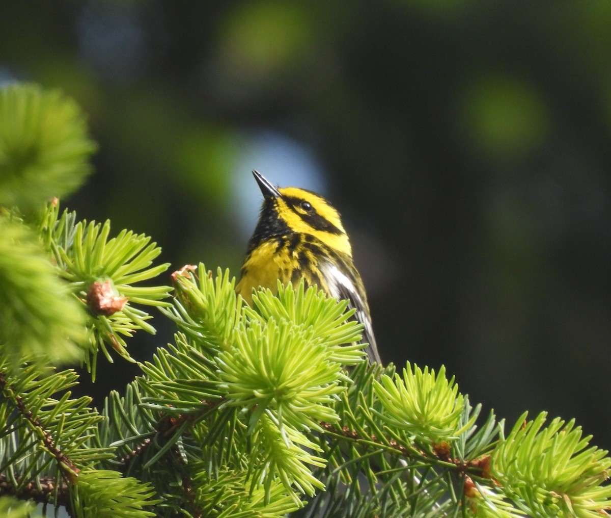 Townsend's Warbler - ML620822327