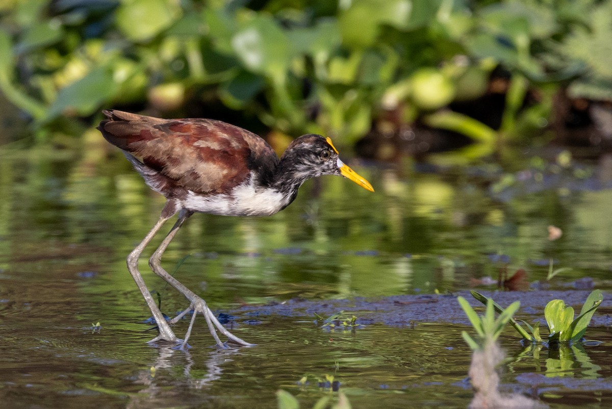 Northern Jacana - Lutz Duerselen