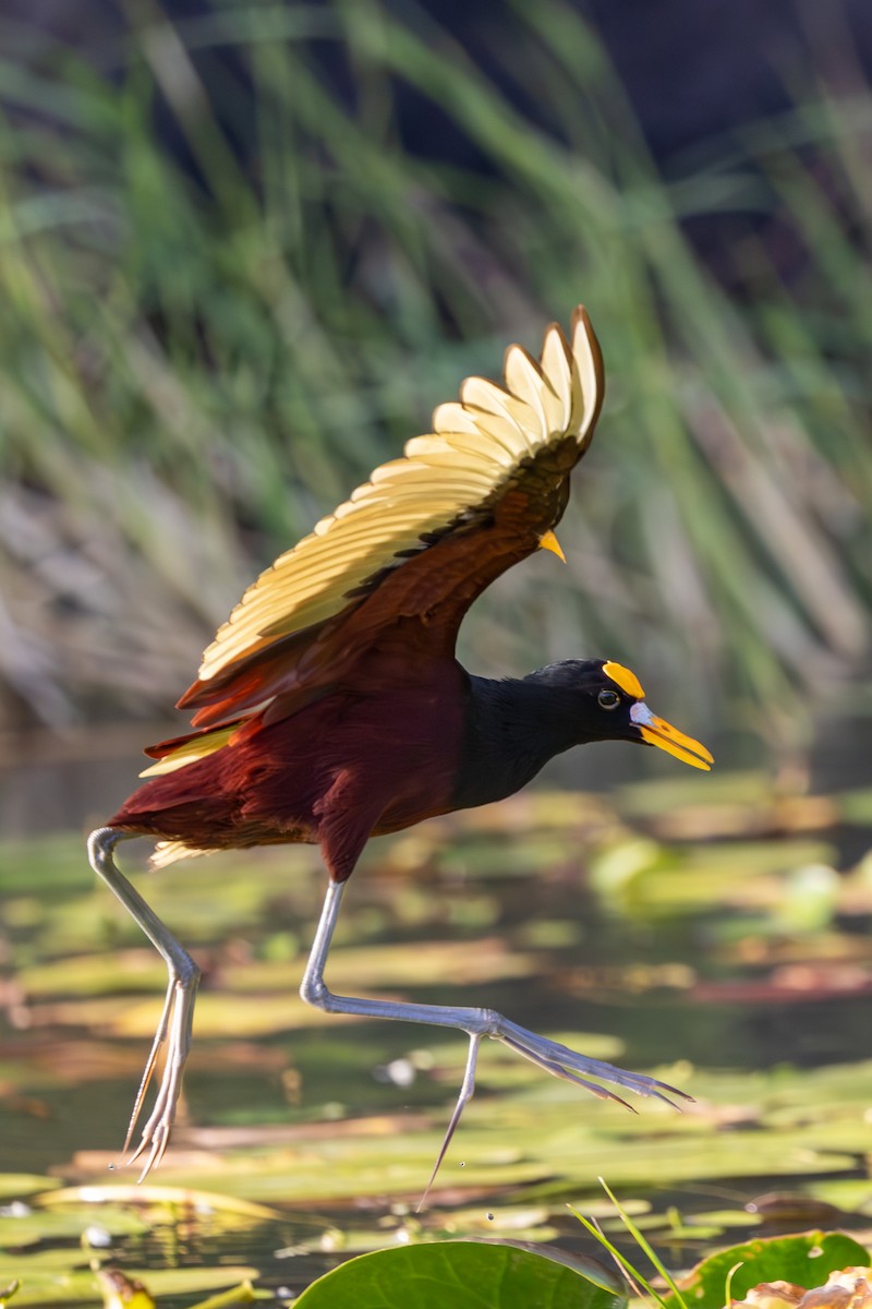 Northern Jacana - ML620822330