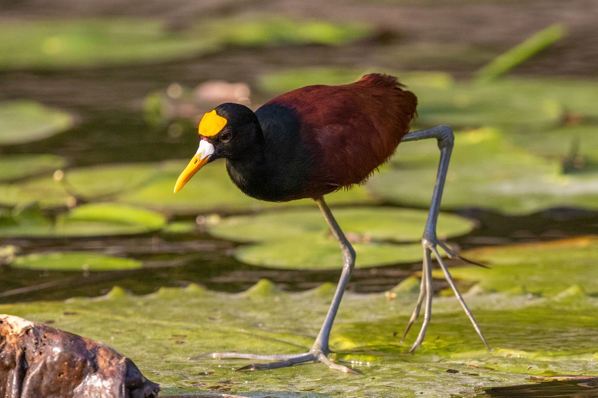 Jacana du Mexique - ML620822331