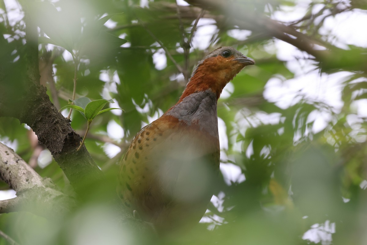 Chinese Bamboo-Partridge - ML620822334