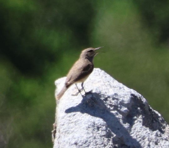 Rock Wren - ML620822338