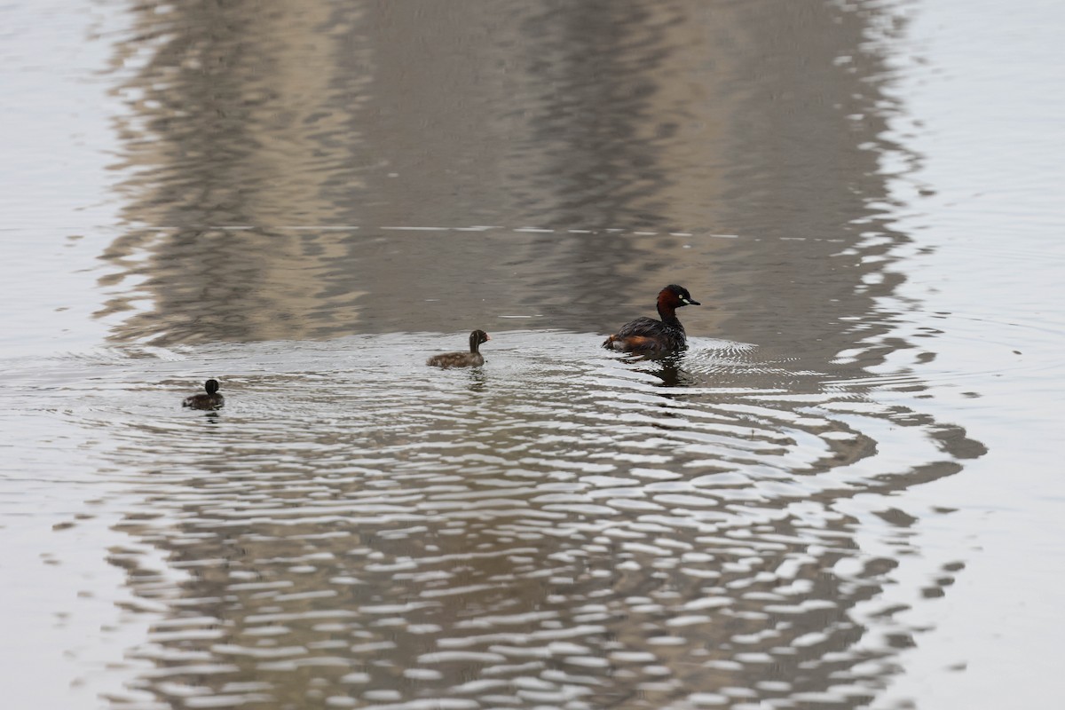 Little Grebe - XinTong Li