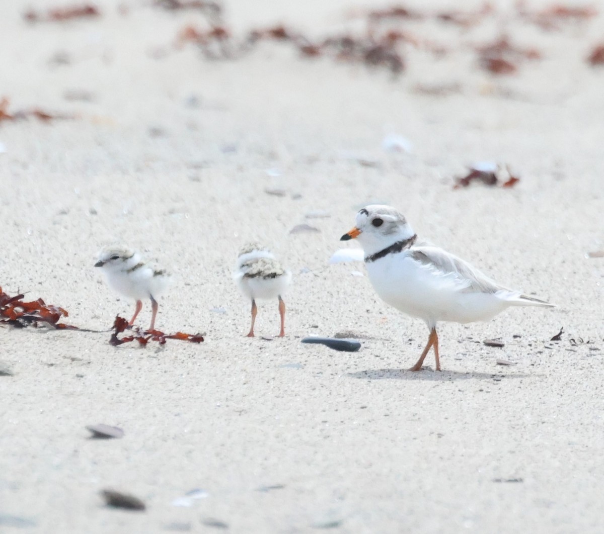 Piping Plover - ML620822344