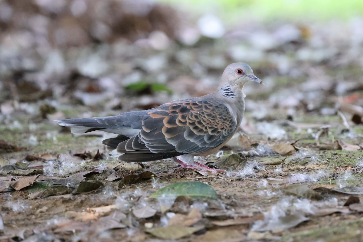 Oriental Turtle-Dove - ML620822345