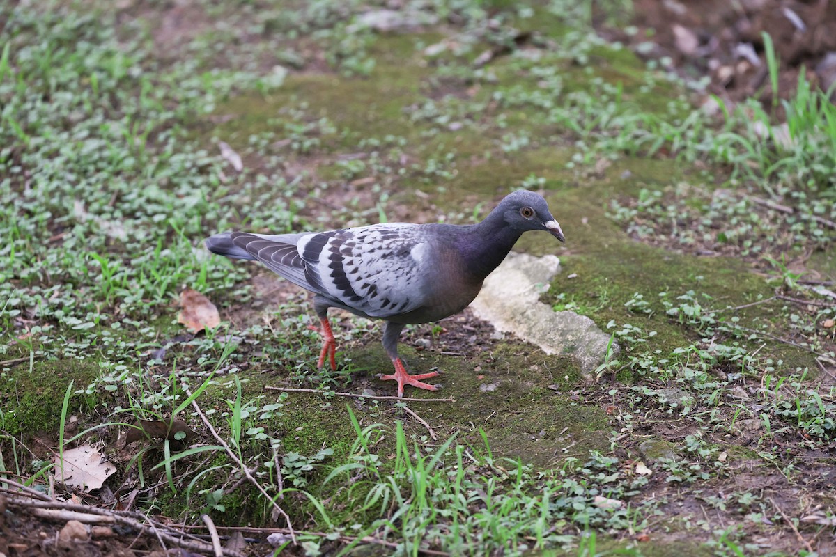 Spotted Dove - ML620822347