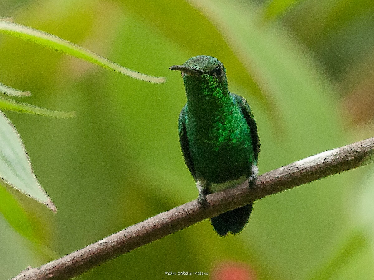 Copper-rumped Hummingbird - ML620822348