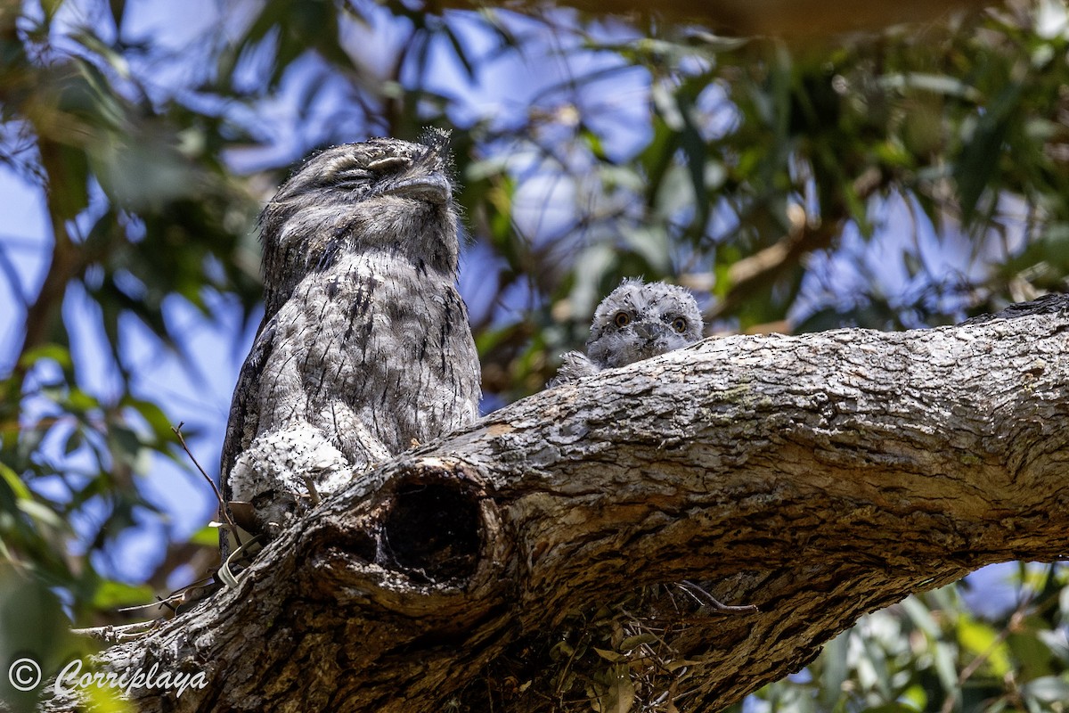 Tawny Frogmouth - Fernando del Valle