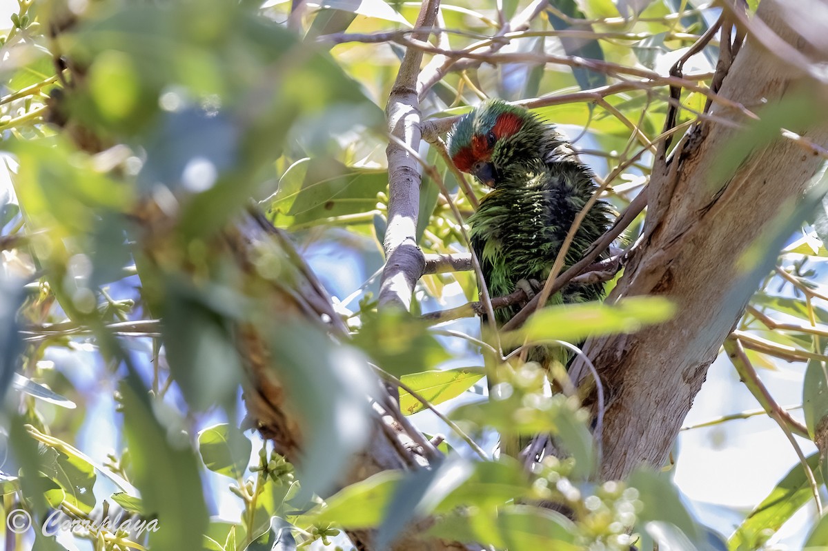 Musk Lorikeet - ML620822353