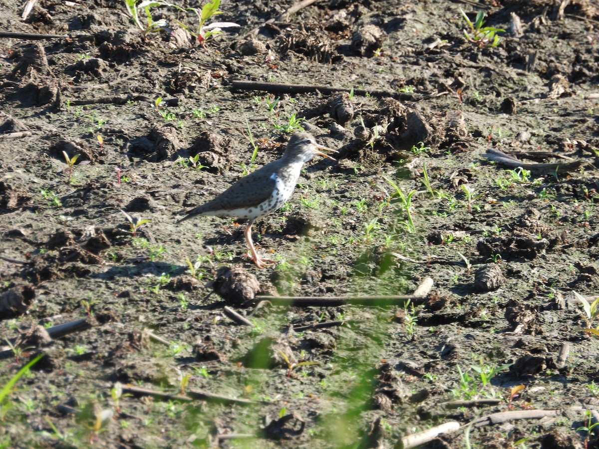 Spotted Sandpiper - ML620822355