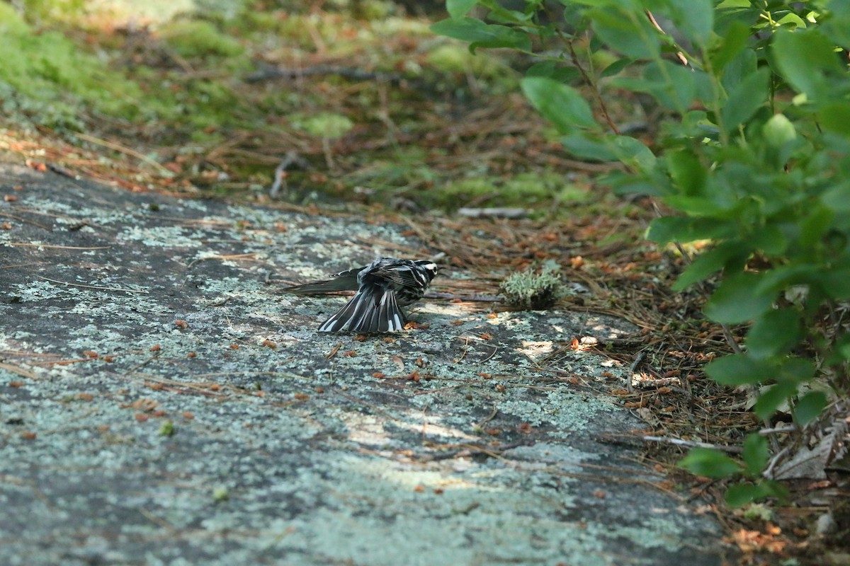 Black-and-white Warbler - Samuelle Simard-Provencal 🐋