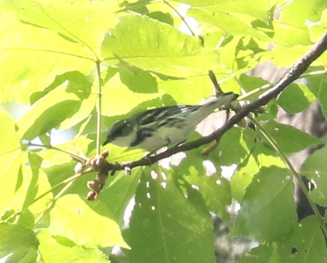 Cerulean Warbler - ML620822366