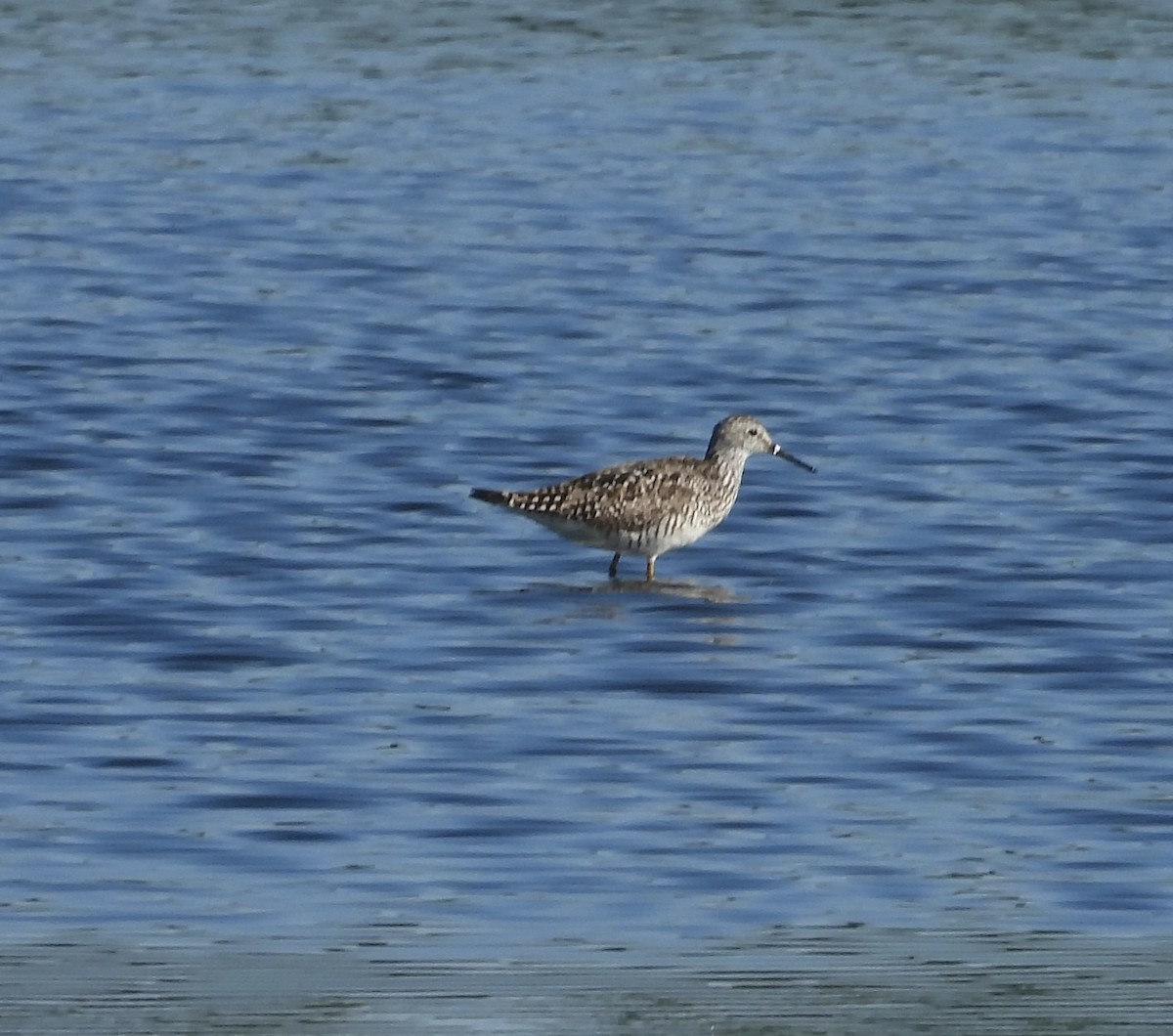 Greater Yellowlegs - ML620822369