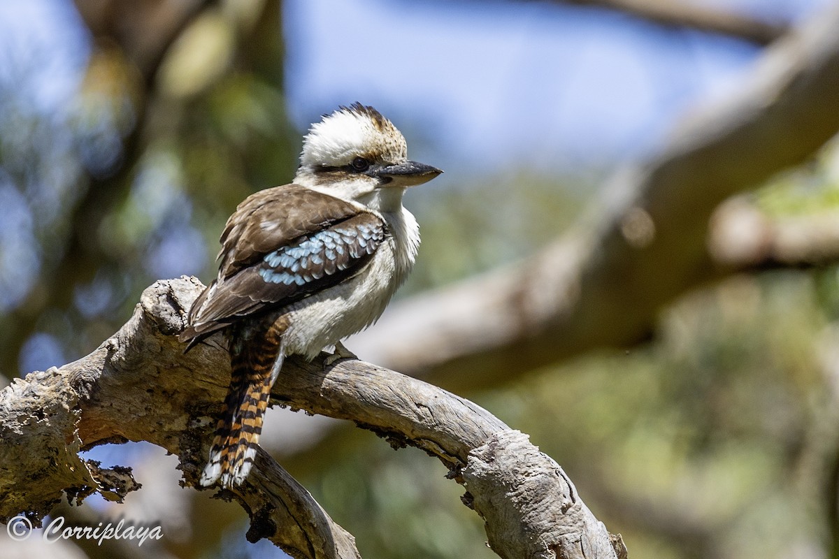 Laughing Kookaburra - ML620822370