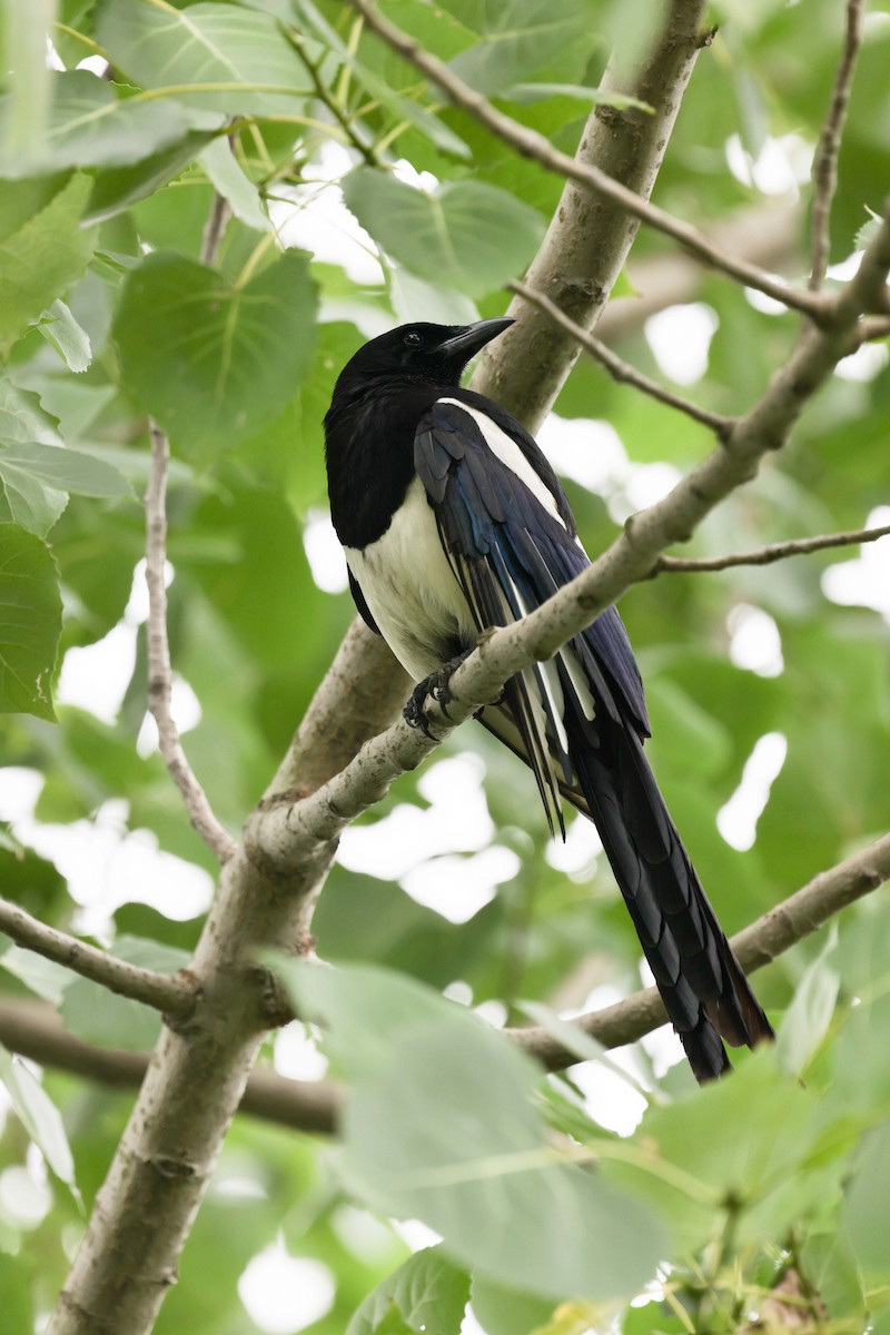 Oriental Magpie - XinTong Li