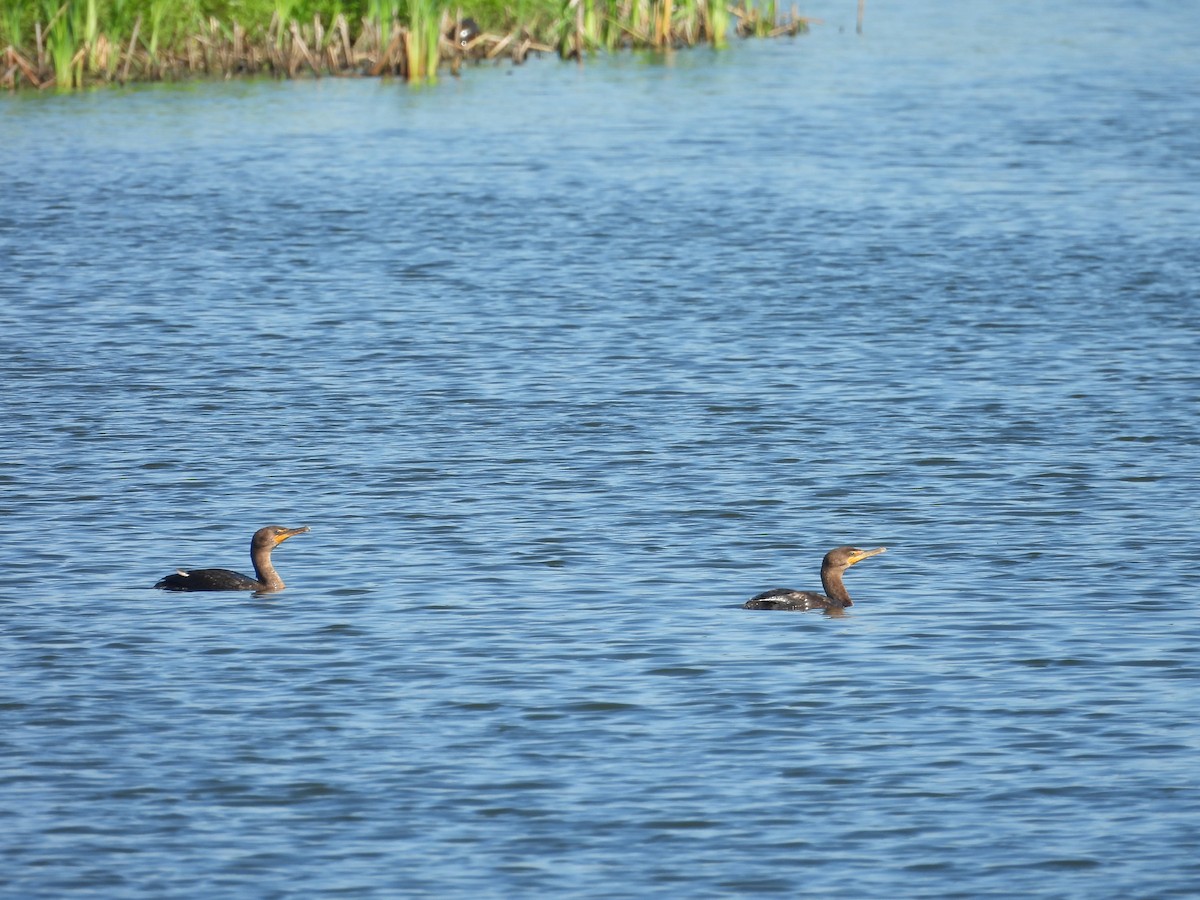 Cormoran à aigrettes - ML620822374