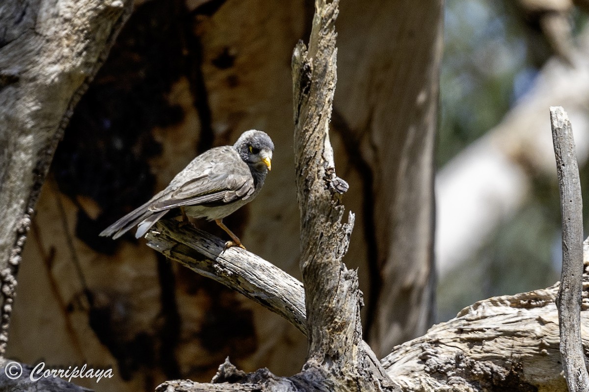 Noisy Miner - ML620822375