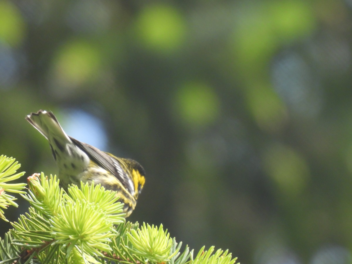 Townsend's Warbler - ML620822376