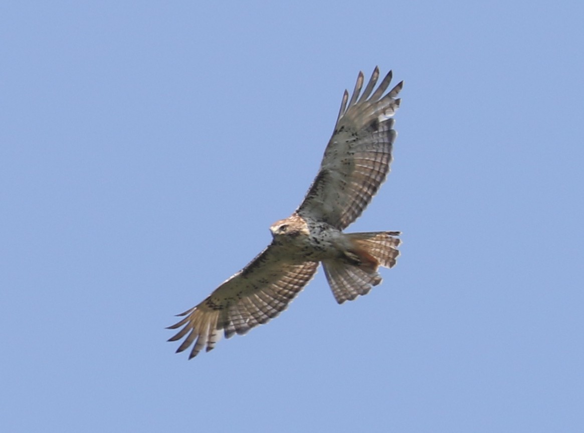 Red-tailed Hawk - ML620822377