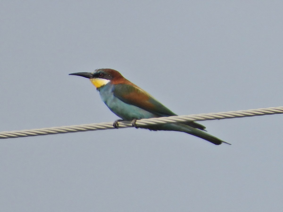 European Bee-eater - ML620822378