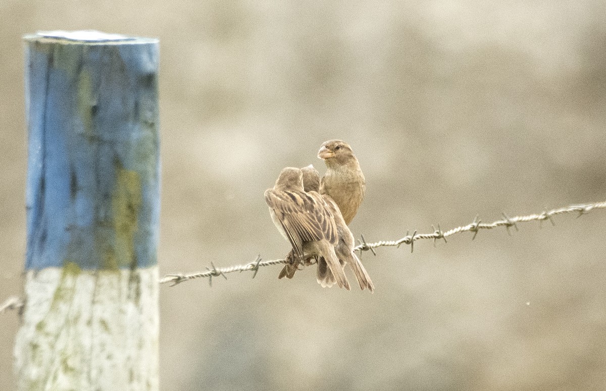 House Sparrow - ML620822382