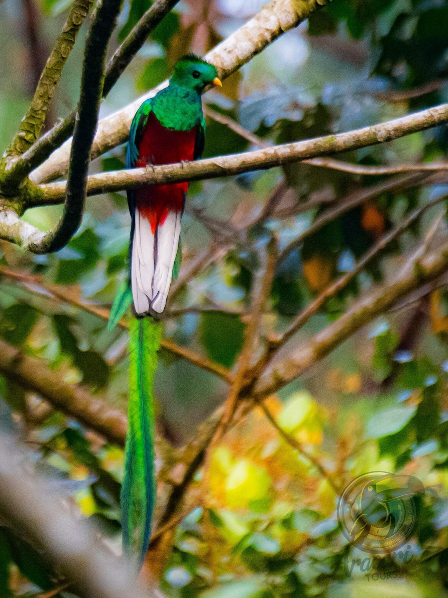 Quetzal resplendissant (mocinno) - ML620822383