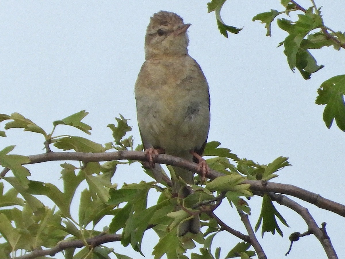 Tawny Pipit - ML620822384