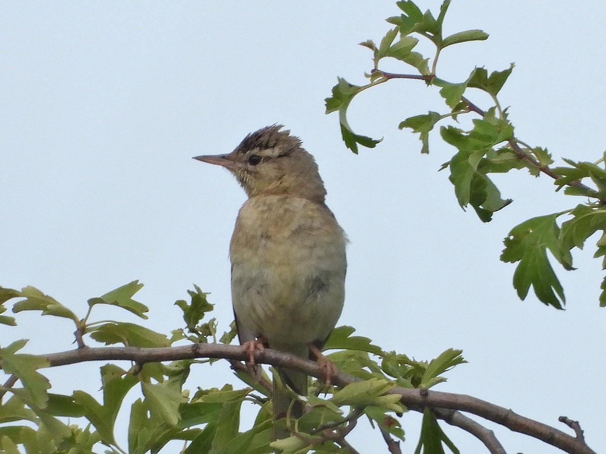 Tawny Pipit - ML620822385