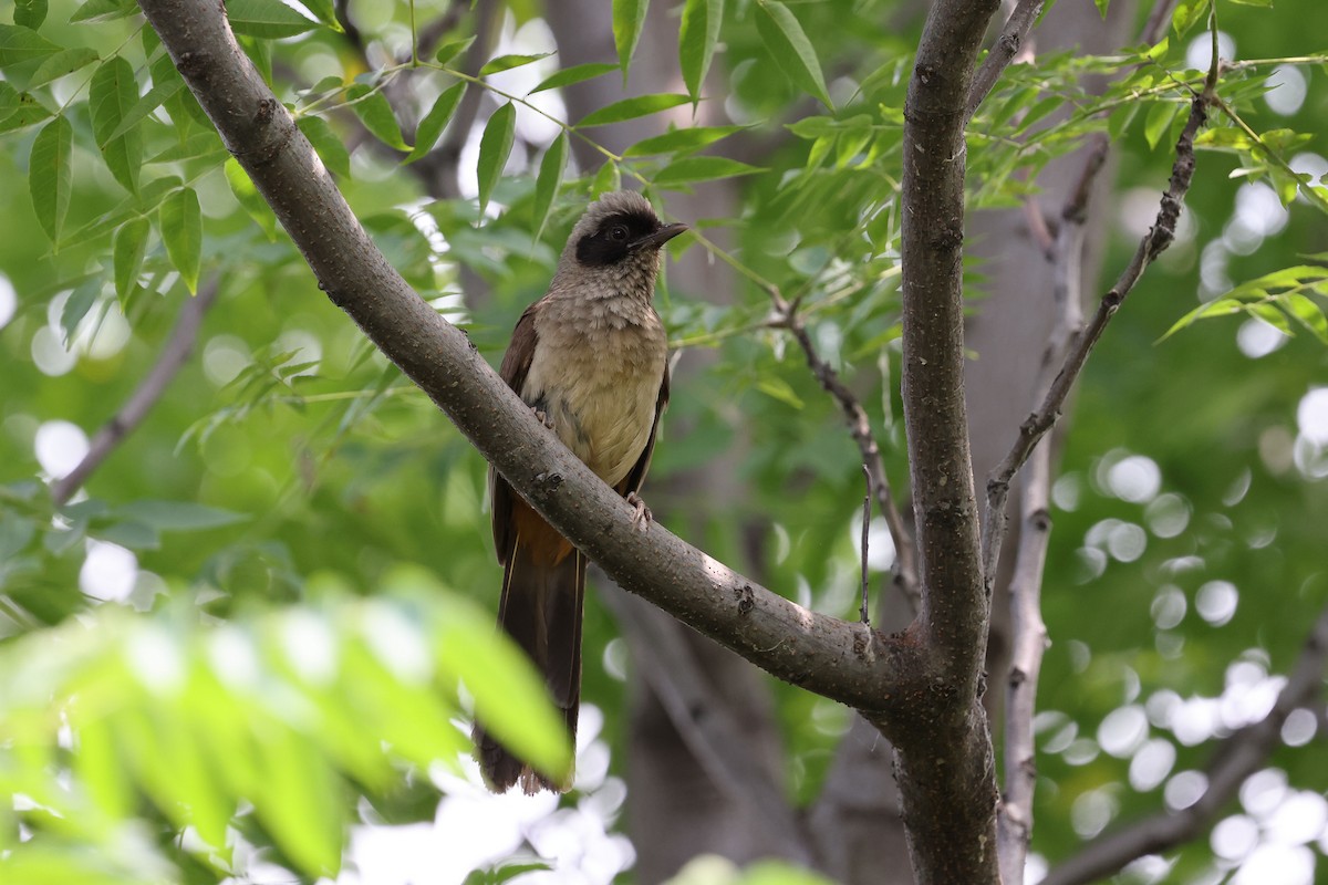 Masked Laughingthrush - ML620822388