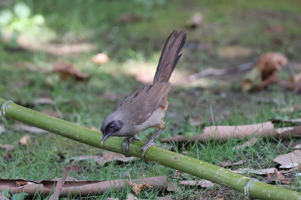 Masked Laughingthrush - ML620822391