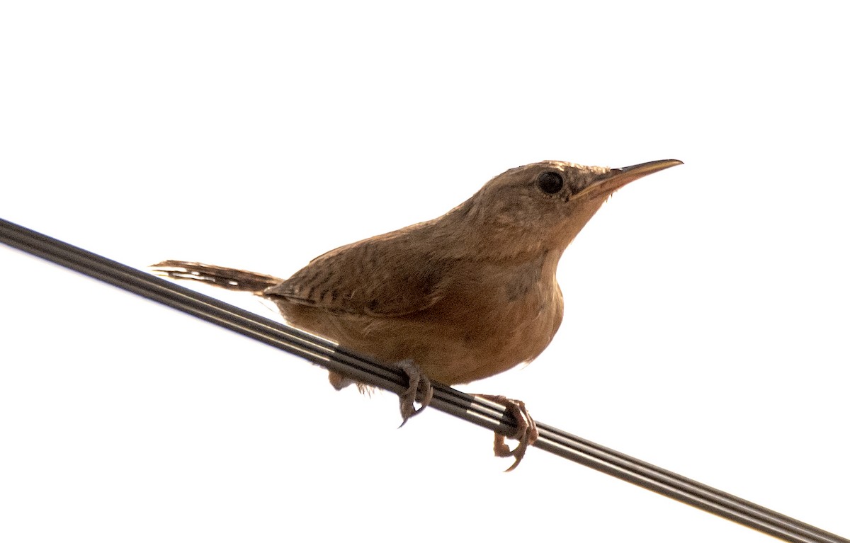 House Wren - Eduardo Vieira 17