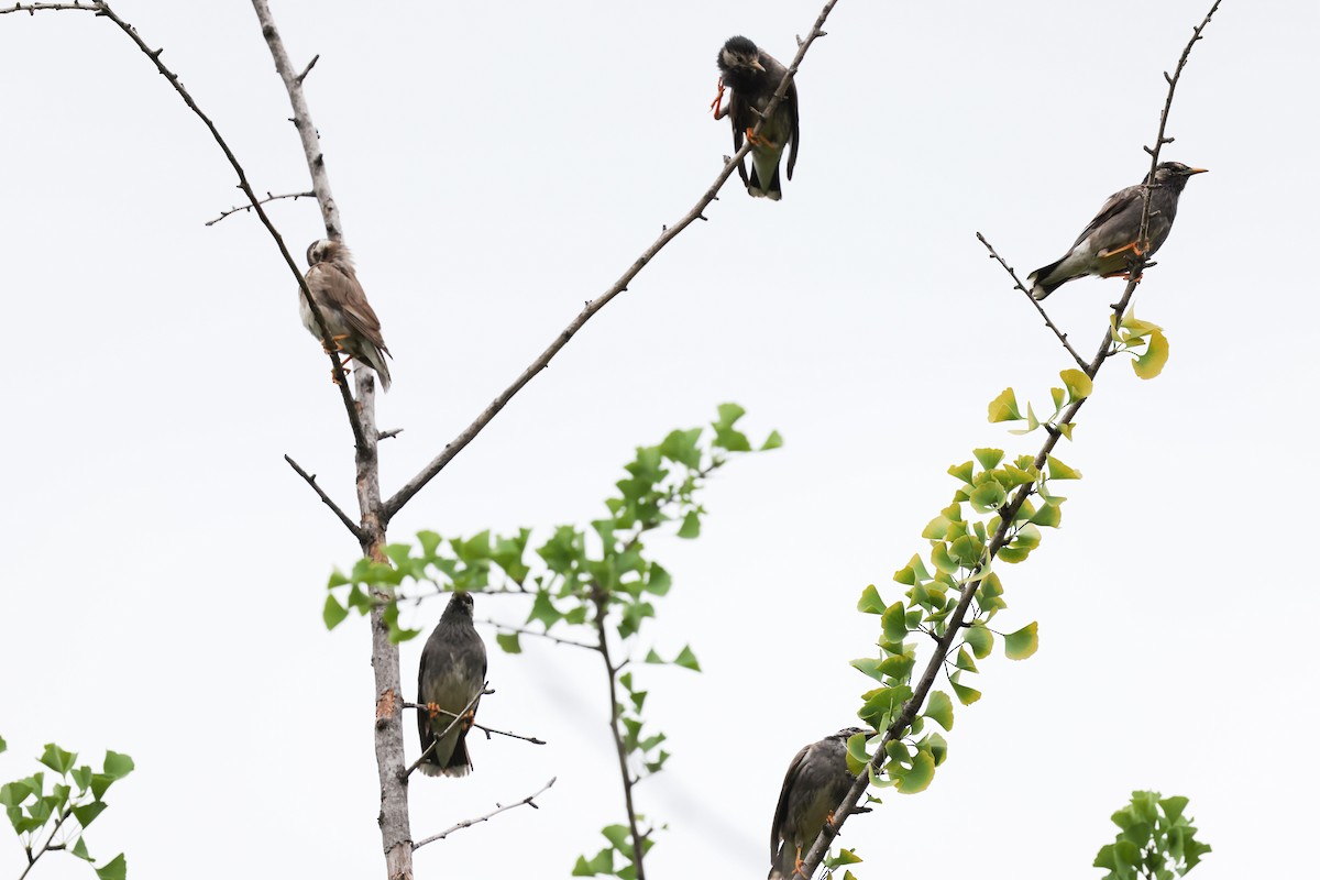 White-cheeked Starling - ML620822393