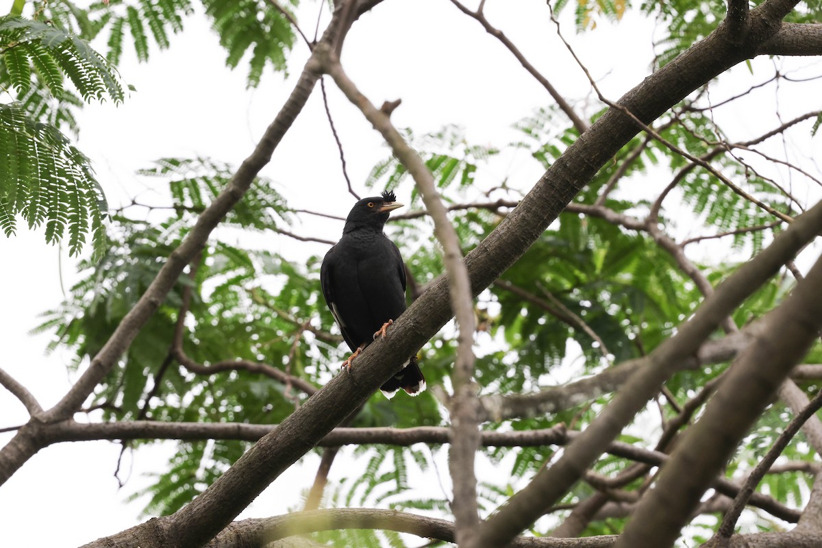 Crested Myna - ML620822394