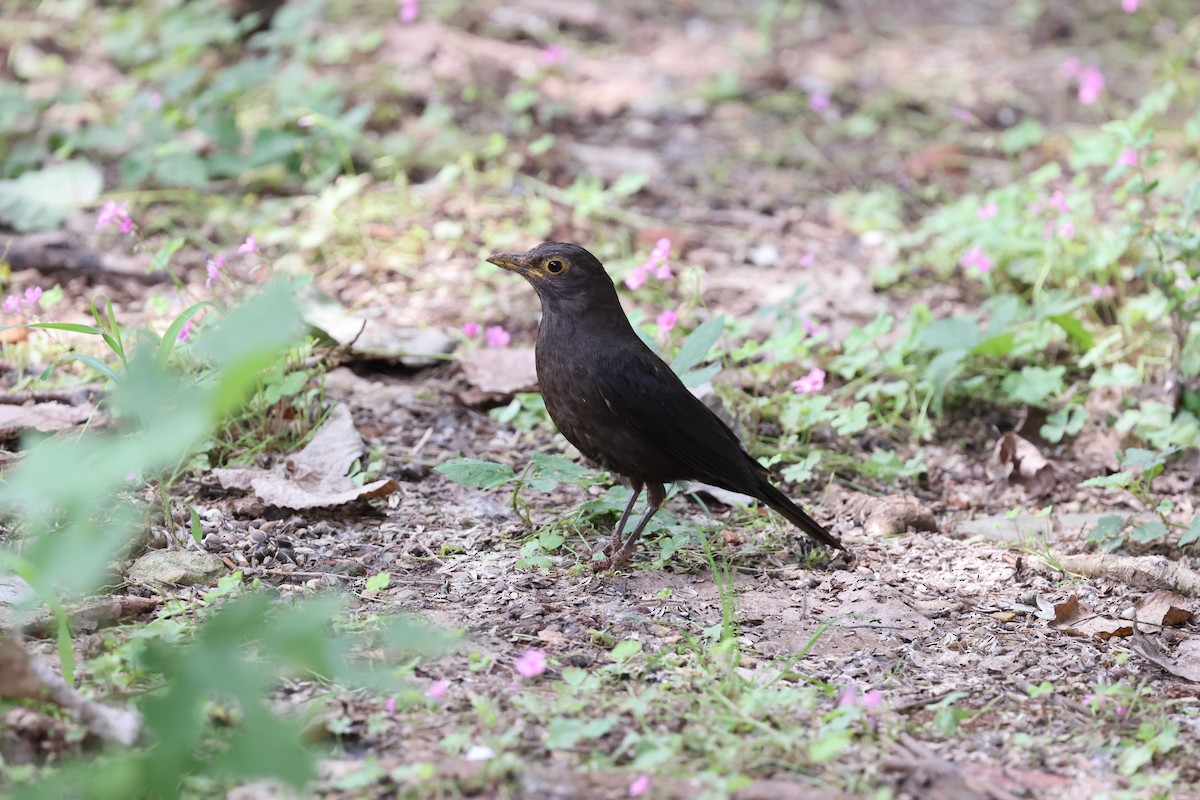 Chinese Blackbird - ML620822395