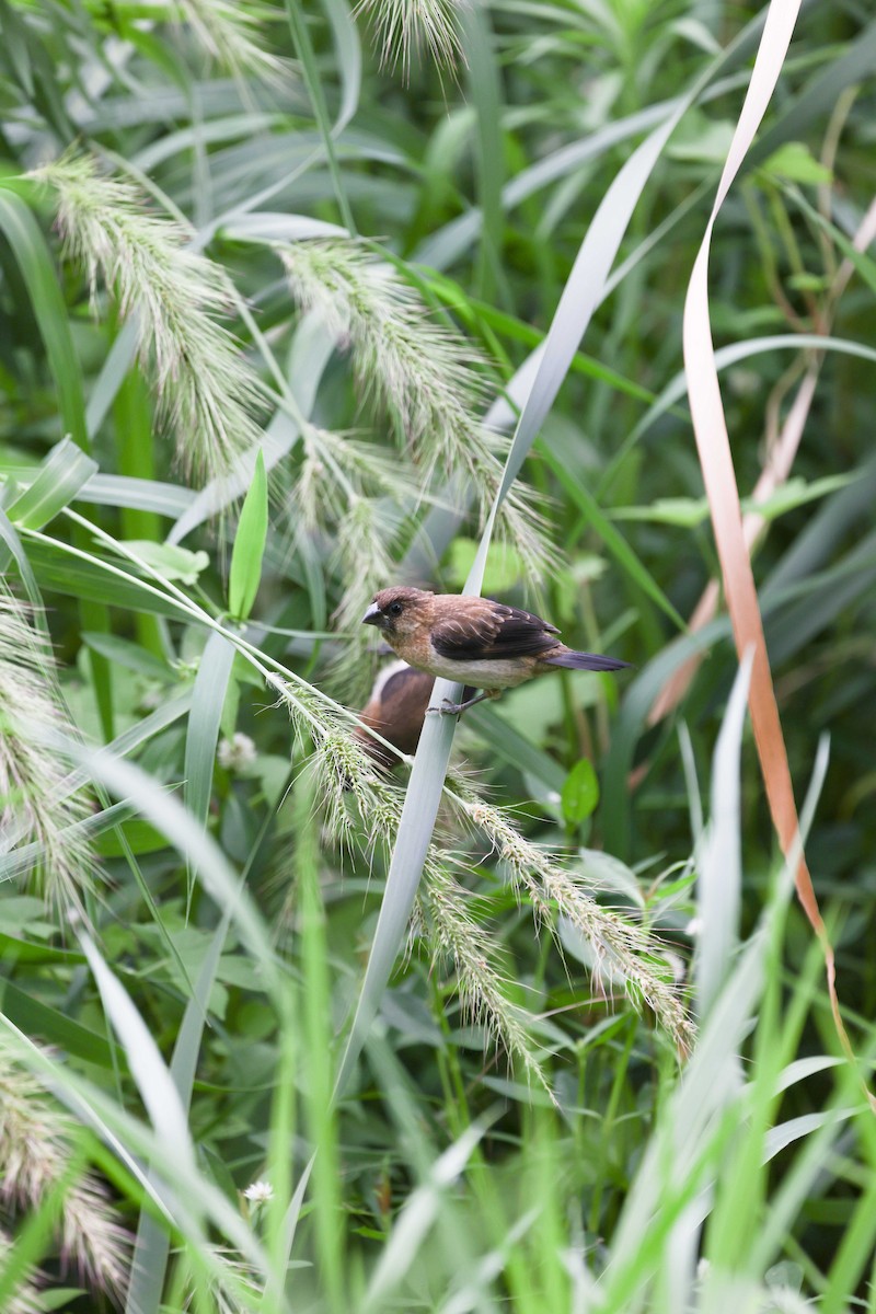 White-rumped Munia - ML620822399