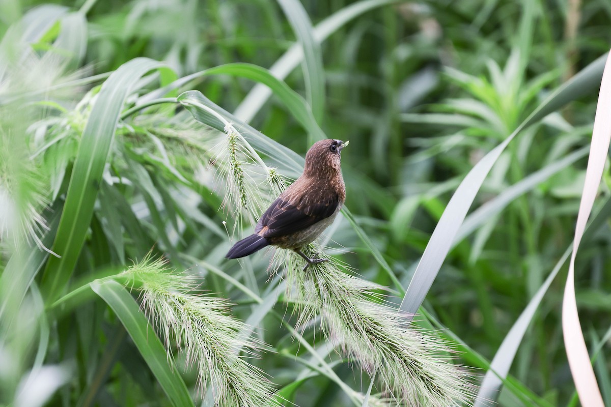 White-rumped Munia - ML620822400