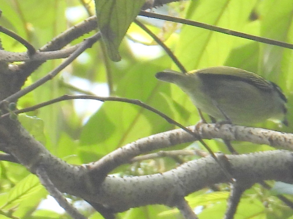 Yellow-throated Tinkerbird - ML620822402