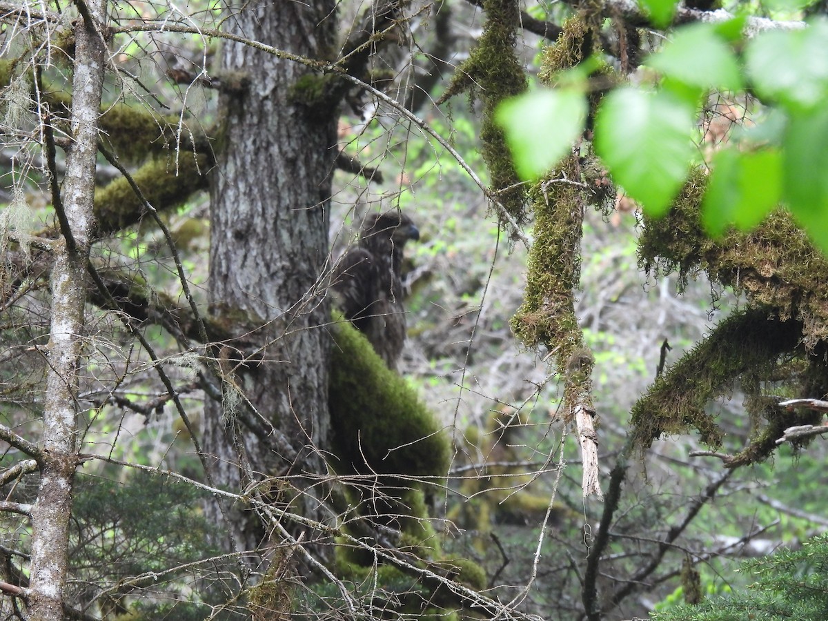 Bald Eagle - ML620822405