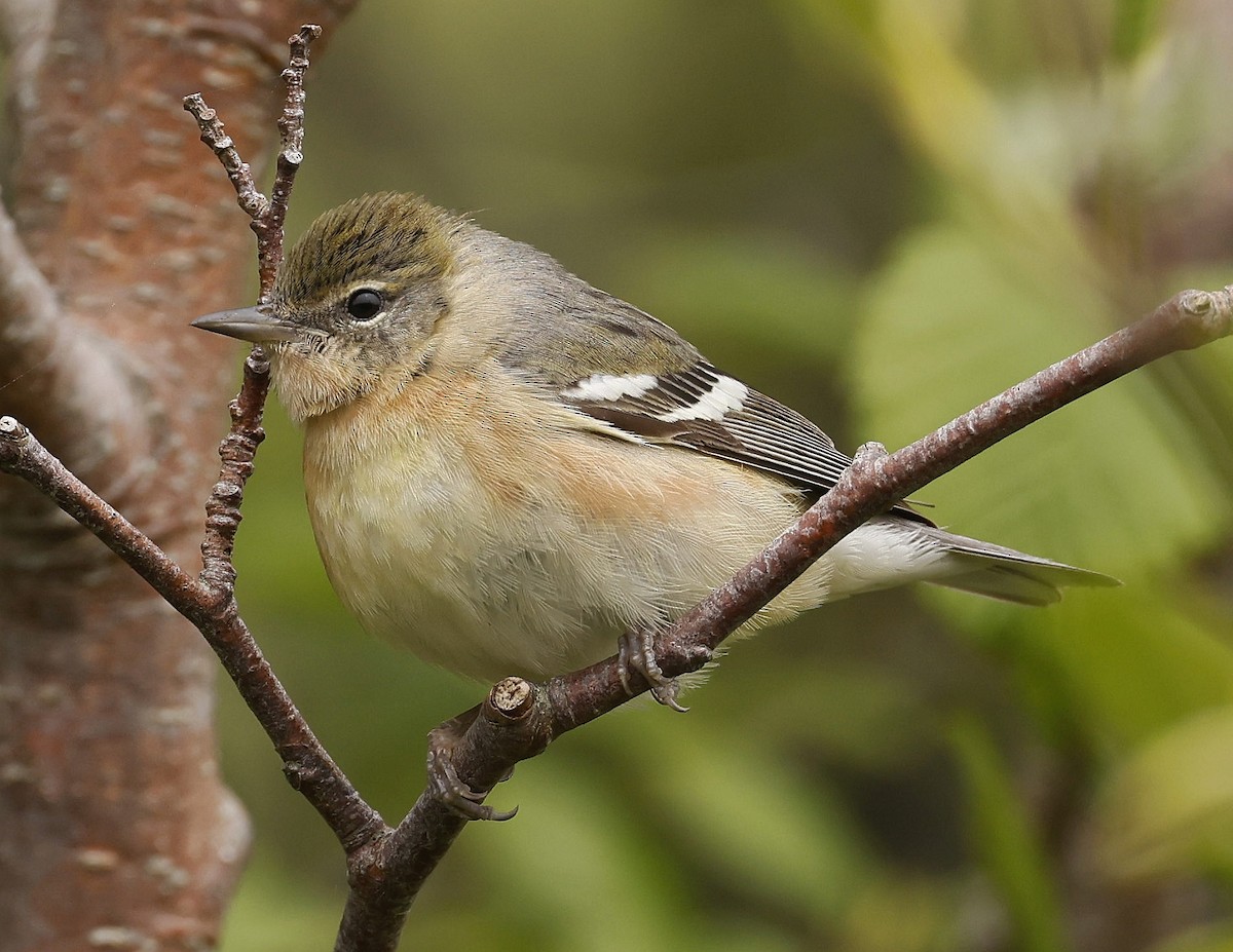 Bay-breasted Warbler - Charles Fitzpatrick