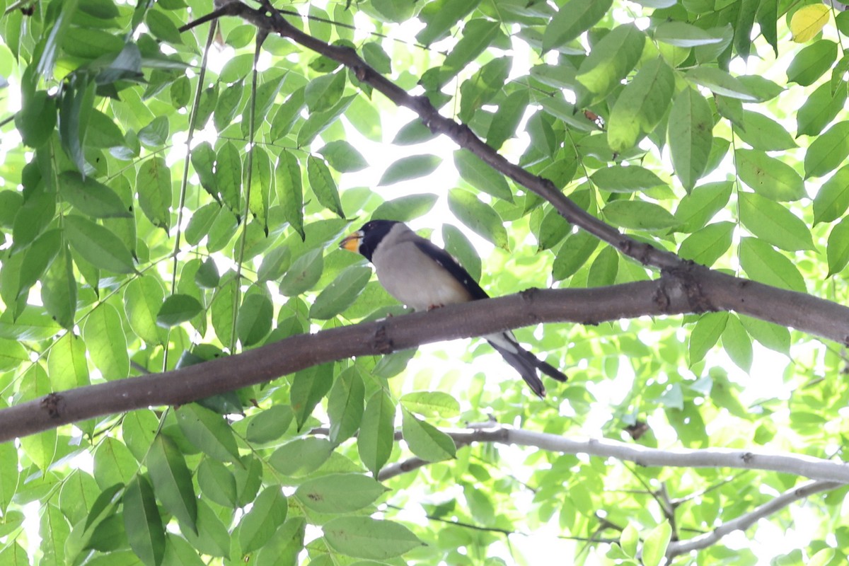 Yellow-billed Grosbeak - XinTong Li